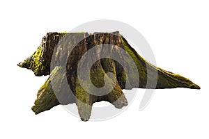 Old tree stump with moss isolated on white