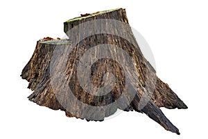 Old tree stump with moss isolated on white