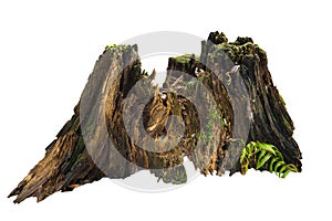 Old tree stump with moss isolated on white