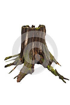 Old tree stump with moss isolated on white photo