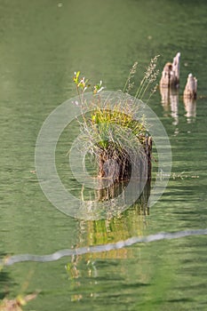 Old tree stump in the Red Lake