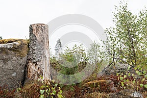 Old tree stump by a rock