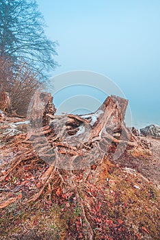 Old tree stump and roots at Bohinj lake shore at cold winter february morning with fog rising above the water