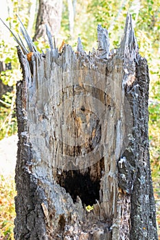 Old tree stump with a rotten middle and a hole in the forest