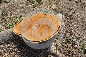 Old tree stump and sapwood on ground flooring in the garden closeup.