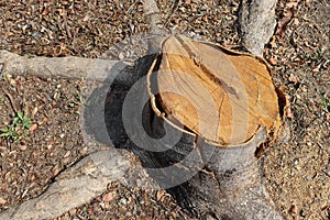 Old tree stump and sapwood on ground flooring in the garden closeup.