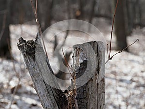 An old tree stump stands alone in the forest