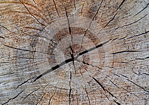 Old tree stump texture background