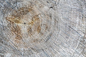 Old tree stump texture. gray weathered background