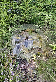 Old tree stump in nature
