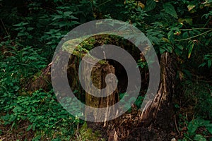 Old tree stump in woodland, covered with green moss and grass