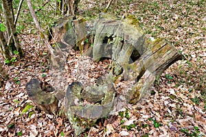 Old Tree Stumps