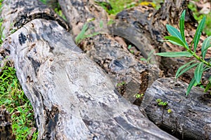old tree stumps laying in the grass