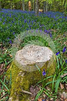 Old tree stumps surrounded by Bluebells in a forest Wales, UK