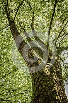 Old tree in summer with thick branches, wide trunk and lush green leaves