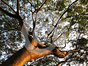 Old tree at sunset