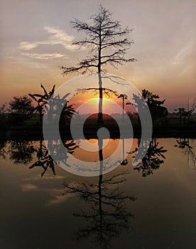 Old tree and the sunset