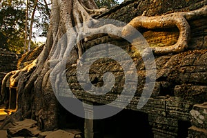 Old tree at Ta Prohm, Siem Reap