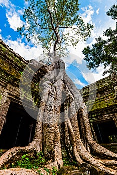 Old Tree at Ta Prohm Temple