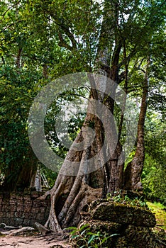 Old Tree at Ta Prohm Temple