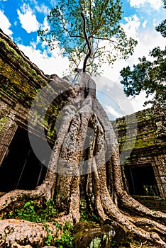 Old Tree at Ta Prohm Temple