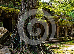 Old Tree at Ta Prohm Temple