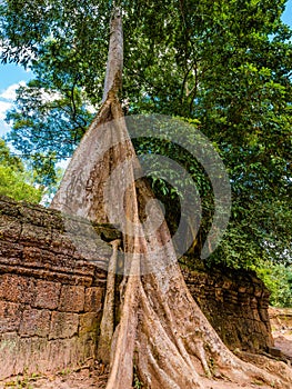 Old Tree at Ta Prohm Temple