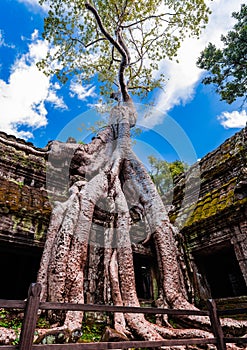 Old Tree at Ta Prohm Temple