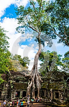 Old Tree at Ta Prohm Temple