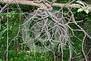 Old tree with tangled branches