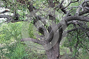 Old tree with tangling of branches