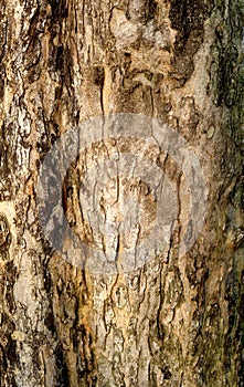 Old Tree texture