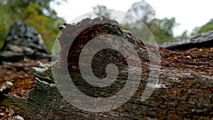 Old tree texture backgroun shoot on the forest