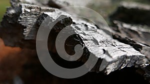 Old tree texture backgroun shoot on the forest