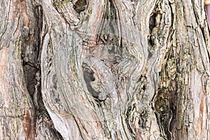 Old sandalwood trunk closeup