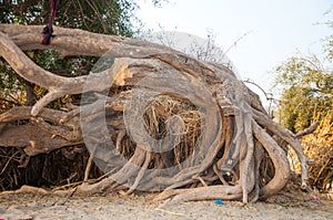 Roots of the Salvadora peecica tree