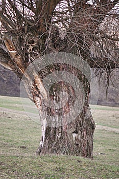 Old Tree thrunk