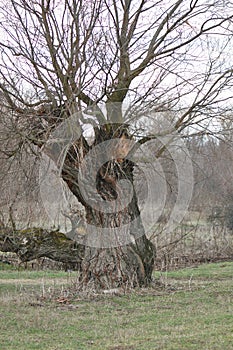 Old Tree thrunk