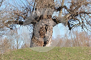 Old Tree thrunk