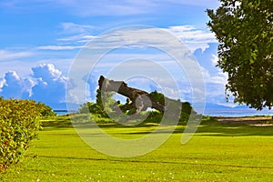 Old tree at tropical beach - Seychelles