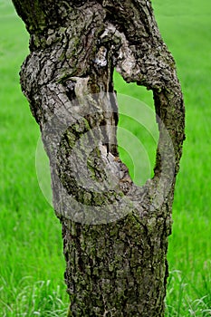 Old tree trunk