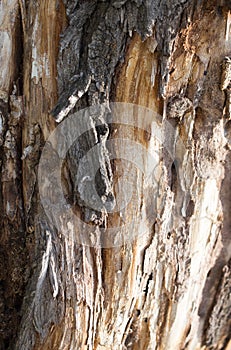 Old tree trunk as background