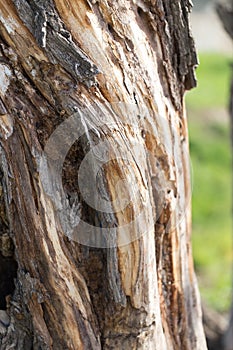 Old tree trunk as background