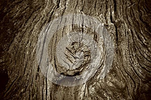 Old tree trunk as background with vignette