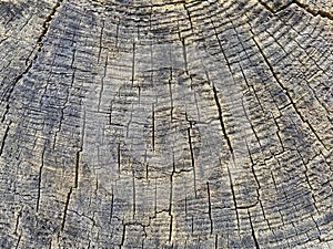 Old tree trunk background texture