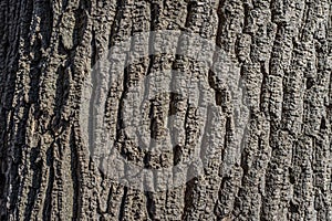 Old tree bark, pattern in contrasting sunlight