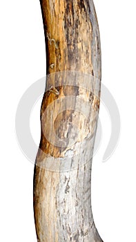 Old tree trunk without bark isolated on a white