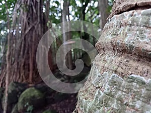 An old tree trunk with blurring background forest.