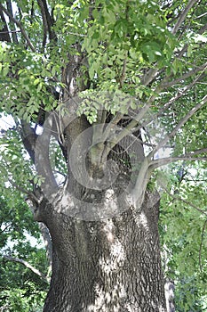 Old Tree Trunk in Central Park from Baile Herculane Resort in Romania