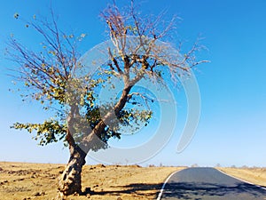 Old tree trunk with clear sky, background wallpaper.